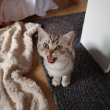 Fellnasen - Katzenliebhaber unter sich 
