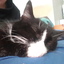 Miau =^.^=