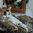 photo thumbnail