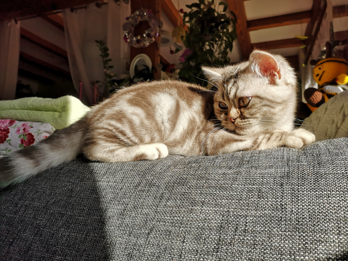 Fellnasen - Katzenliebhaber unter sich 