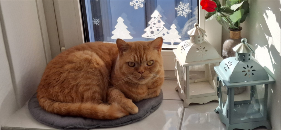 Apollo, 6 Jahre alt mittlerweile, Britisch Kurzhaar Sehr verspielt und tollpatschig (Schnurrt sehr gerne)