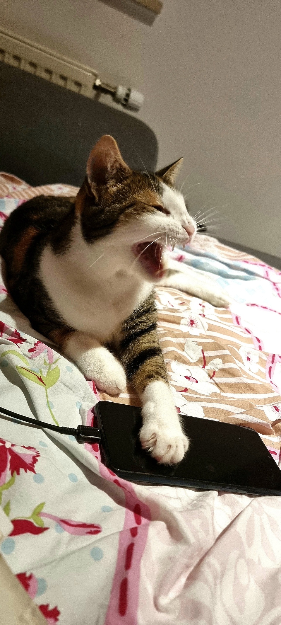 Da lachen ja die Katzen 🤭