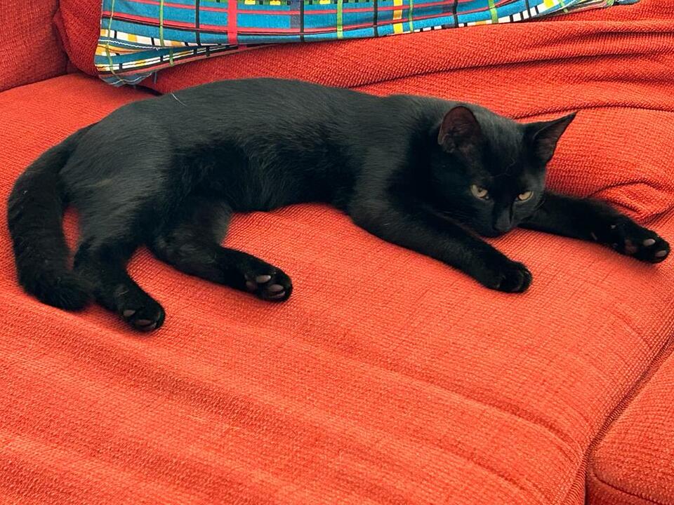 Hat sich gut eingelebt der Kleine Kater. Gab so gut wie keine Probleme mit den beiden Damen im Hause