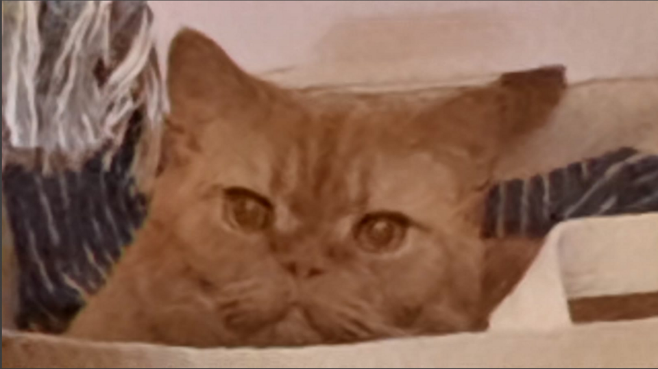Apollo, 6 Jahre alt mittlerweile, Britisch Kurzhaar Sehr verspielt und tollpatschig (Schnurrt sehr gerne)