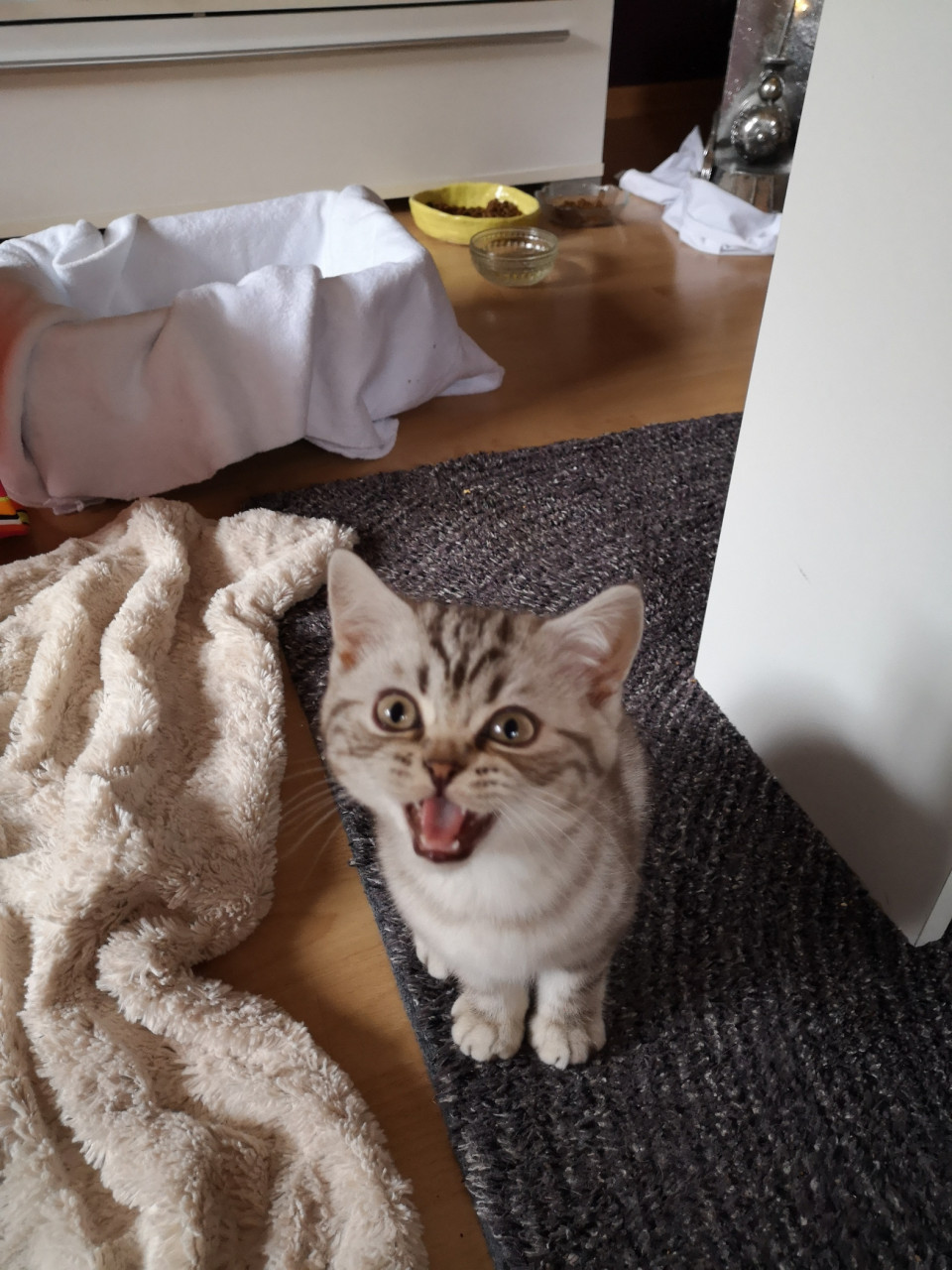 Das sind definitiv meine zwei Lieblingsbilder von meinem Fellwutz ;) Da sieht man schon das er klarstellt, wer hier der Chef ist ;)
