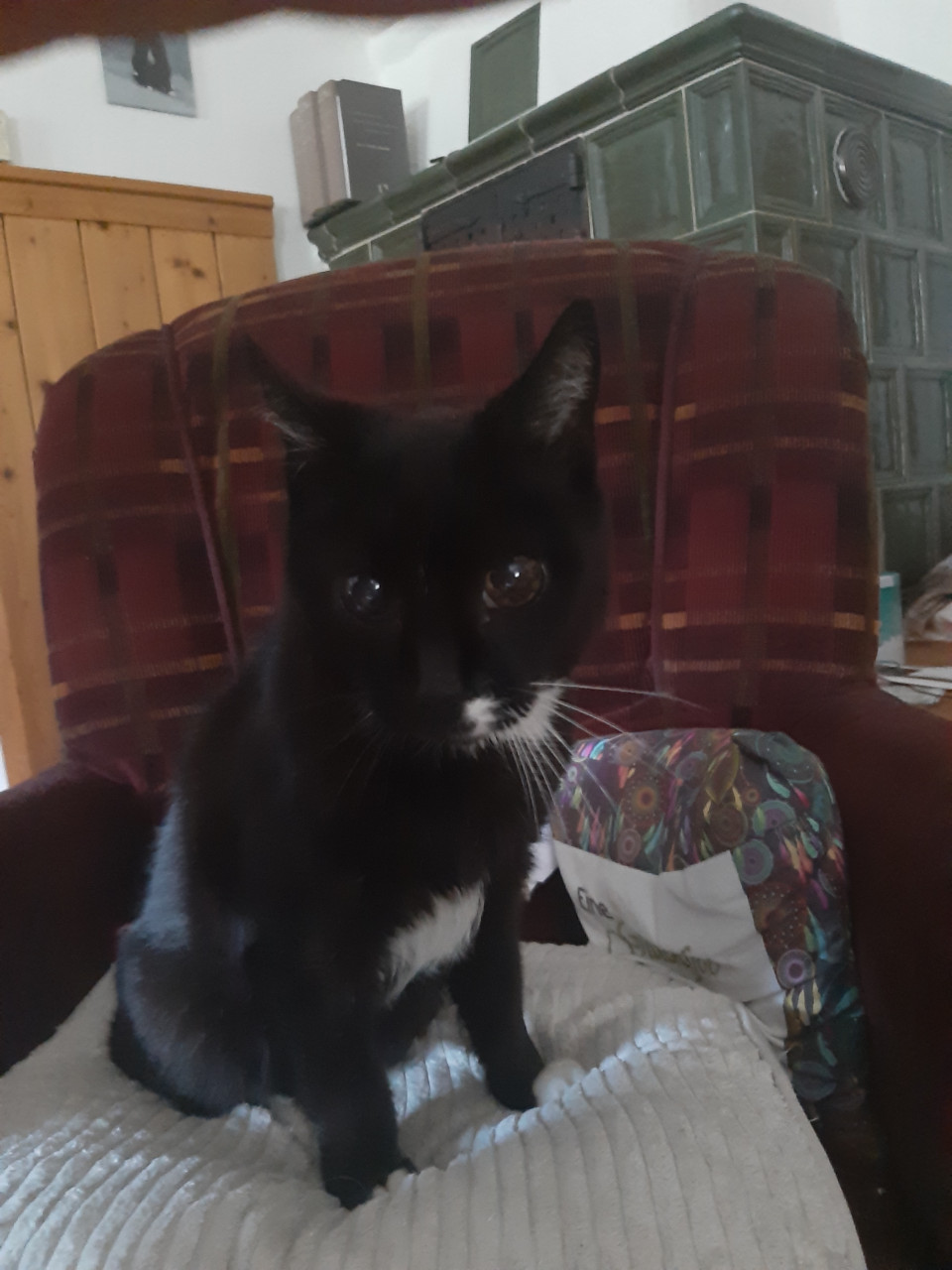 Das ist meine 18 jährige Kater (leider vor 2 Monaten gestorben)
