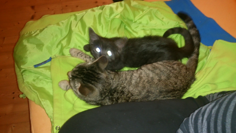 Und dass sind meine andere 2 mittlerweile schon etwas alter