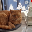 Apollo, 6 Jahre alt mittlerweile, Britisch Kurzhaar Sehr verspielt und tollpatschig (Schnurrt sehr gerne)