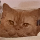 Apollo, 6 Jahre alt mittlerweile, Britisch Kurzhaar Sehr verspielt und tollpatschig (Schnurrt sehr gerne)