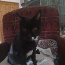 Das ist meine 18 jährige Kater (leider vor 2 Monaten gestorben)