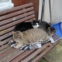Das sind unsere Haustiere