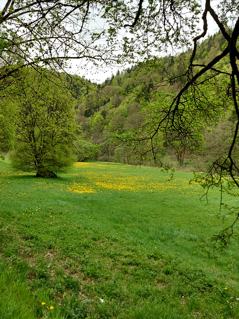 wie heißt es so schön ... "Grün ist die Hoffnung"