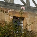 Die letzten in diesem Jahr noch blühenden Rosen, entdeckt am Eingangstor zum Adventsmarkt auf Schloss Wiesenthau