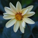 Blume im Garten. Einfach so.....:)
