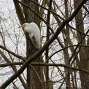 Silberreiher