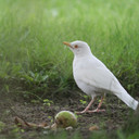 "Seltener Vogel"