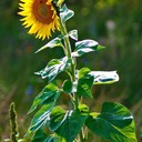Ein Feld voller Sonnenblumen, da hätte ich mich gestern Tod Fotografieren können
