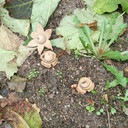 Bei uns seltene Pilze. "Gaestrum" Erdsterne.