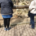 Zwei Windelpos und viele Erdmännchen im Opel-Zoo