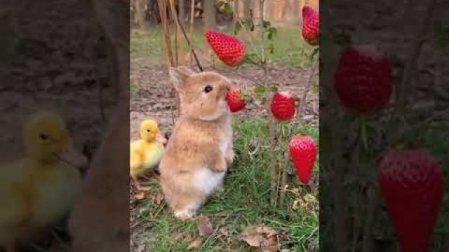 Lecker Erdbeeren
